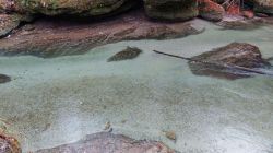 Erlaufschlucht 2021 005